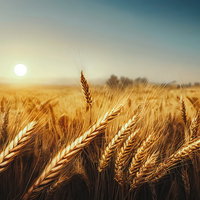 夕日を受けて光る収穫期の小麦畑の写真