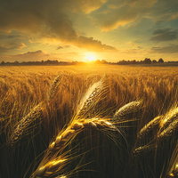黄金色に染まる小麦畑のサンセット～夕焼けと穂の輝きの写真