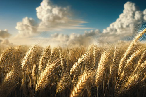 風に揺らぐ金色の小麦の穂と青空の農村風景