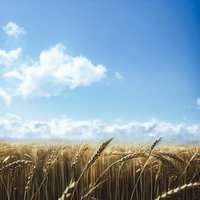 青空と風に揺れる小麦の穂が実る麦畑の風景の写真
