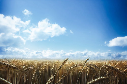 青空と風に揺れる小麦の穂が実る麦畑の風景