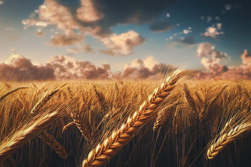 青空の下で風に揺れるコムギ畑の黄金色に実った穗