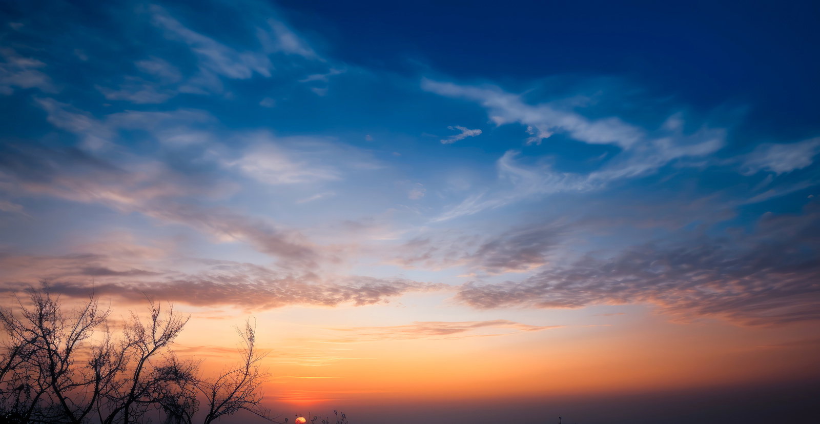 オレンジから青へグラデーションする夕焼けの空と枯れ木