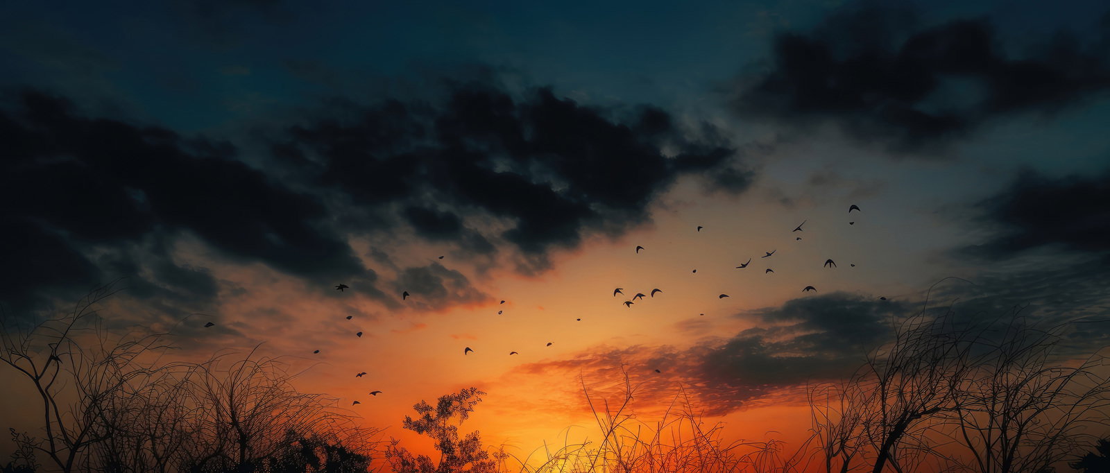 オレンジ色の夕焼け空を背景に羽ばたく複数の鳥のシルエット