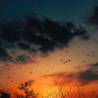 夕焼け空に羽ばたく鳥たちのシルエット、夕暮れの自然風景の写真