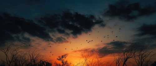 夕焼け空に羽ばたく鳥たちのシルエット、夕暮れの自然風景
