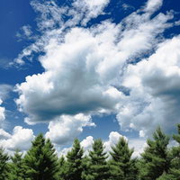 木々と夏日が映える青い夏空と白い雲が広がる自然風景の写真