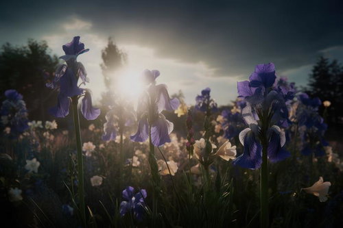 朝日に照らされた花壇の紫色アイリスと白い花たちの目覚め