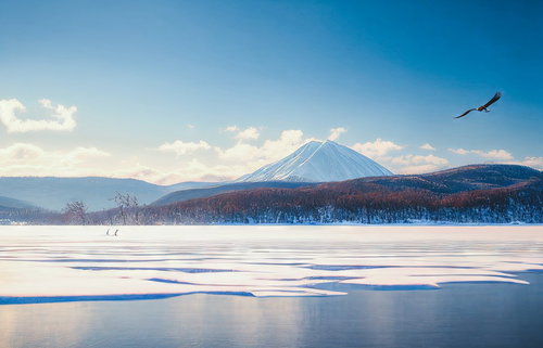 雪山を背景に青空の下で凍結した湖上を飛ぶ渡り鳥