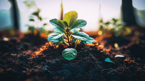 自然の光が差し込む苗の成長、黒い土壌から新しい葉を展開する若い苗