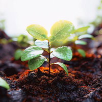 土壌に植えられた若い苗の成長と環境保全への貢献の写真
