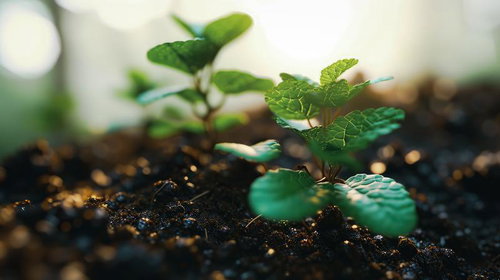 土壌に芽吹く小さな苗：環境問題と持続可能性を象徴する緑化イメージ