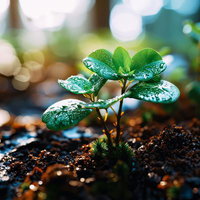 土壌に根付く新しい息吹、水滴輝く苗の成長の写真
