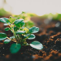 土に植えられた環境問題への対策を象徴する小さな苗の写真