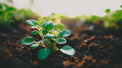 土に植えられた環境問題への対策を象徴する小さな苗