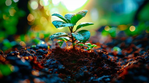 水滴が輝く土壌に根付く自然保護と環境問題に使いやすい苗