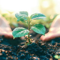 環境問題とエコロジー風の苗を手で育てる緑化活動の写真