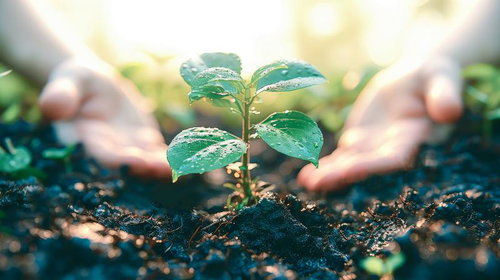 環境問題や自然保護に活用できる苗木と手による植林サポート