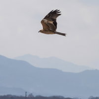 曇り空を背景に山並みの上空を羽ばたきながら飛翔する鳥の写真