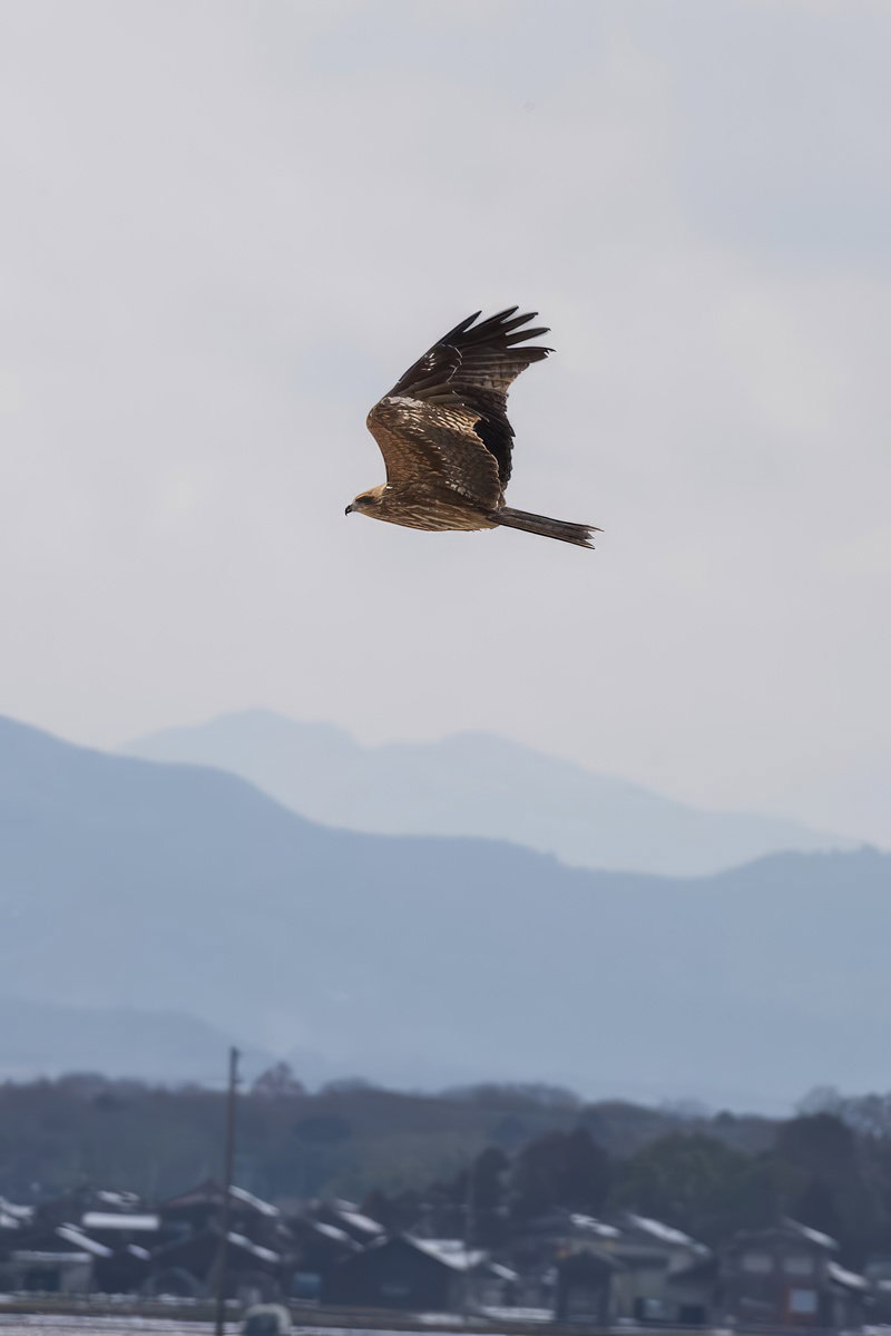 曇り空を背景に山並みの上空を飛翔する鳥