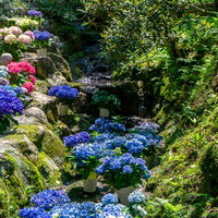 参道沿いの小さな流れに飾られた日の光に輝く紫陽花の鉢植えの写真