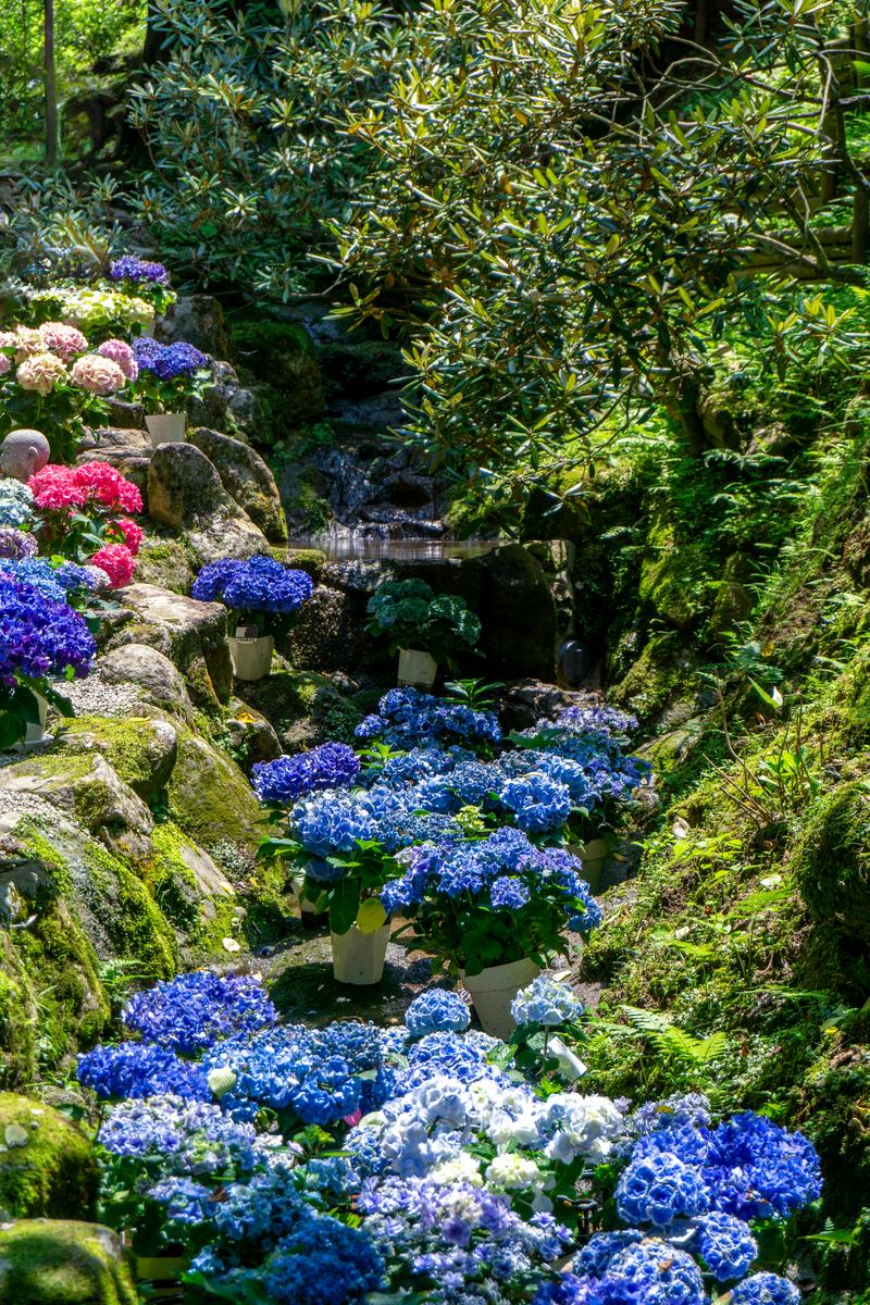 岡寺の参道沿いに飾られた紫陽花の鉢植えが流れの近くで日光に輝く