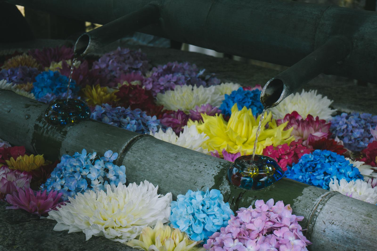 紫陽花とダリヤが浮かぶ花手水をひしゃくで汲む