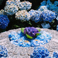 涼し気な青系の紫陽花が彩る「華の池」の写真