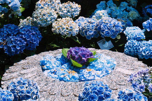 涼し気な青系の紫陽花が彩る「華の池」