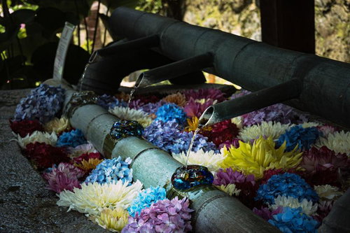 艶やかな紫陽花とダリヤが迎えてくれる「華手水舎」