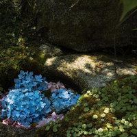 苔むした岩のくぼみに咲く青紫の紫陽花と木漏れ日の写真