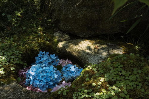 苔むした岩のくぼみに咲く青紫の紫陽花と木漏れ日