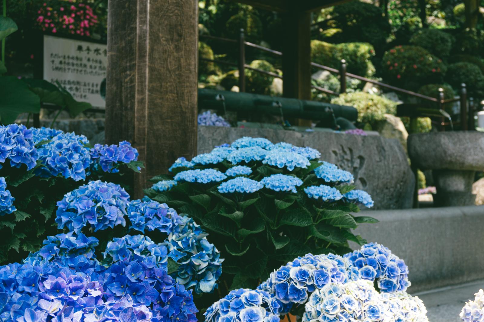 岡寺の華手水舎の足元に置かれた、深青と薄青の紫陽花が咲く鉢植え