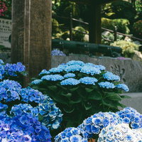「華手水舎」の足元を飾る鉢植えの紫陽花の写真