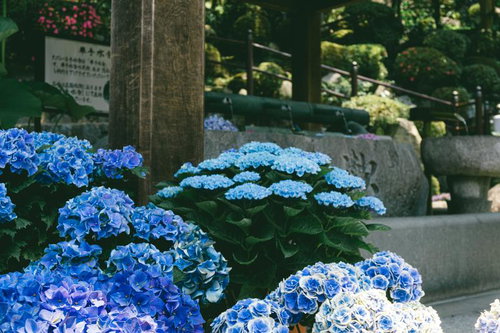 「華手水舎」の足元を飾る鉢植えの紫陽花