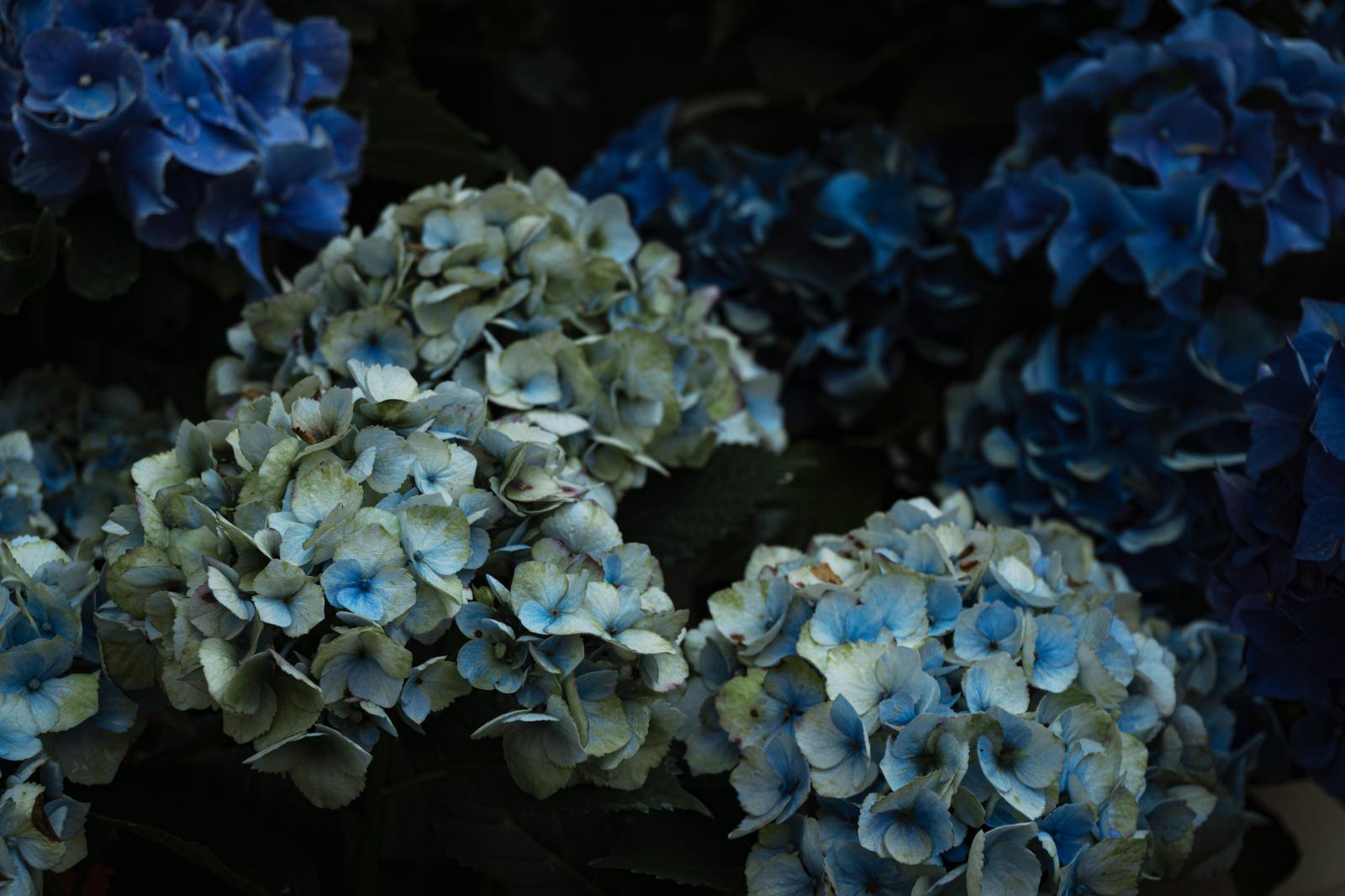 濃い紫陽花に浮かぶ淡いブルーと白の紫陽花の花房