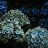 濃い色の紫陽花の中に浮かび上がる淡いブルーの紫陽花の写真