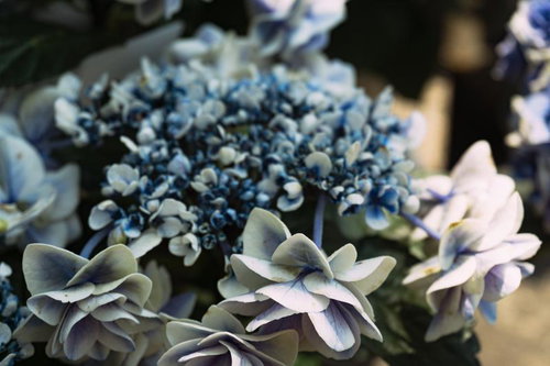 少しだけ光を浴びたガクアジサイ