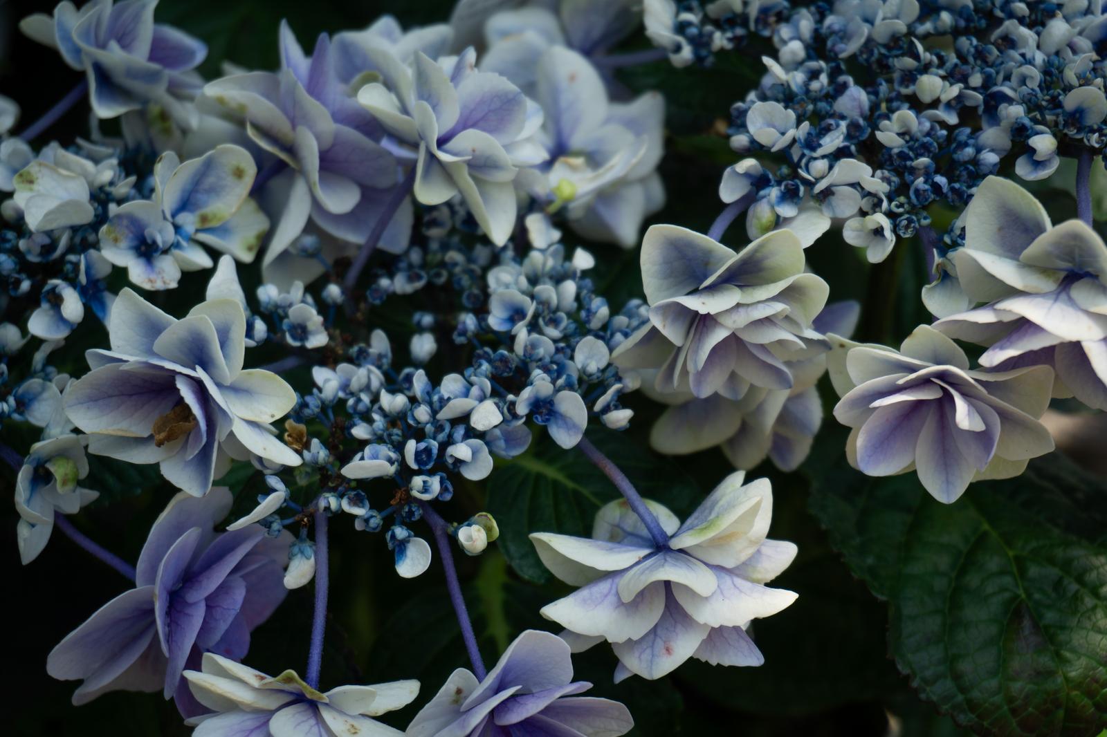 八重咲きのガクアジサイの花房を日陰から撮影した写真