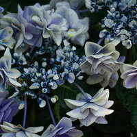 日陰に鮮やかに浮かび上がるガクアジサイの姿の写真