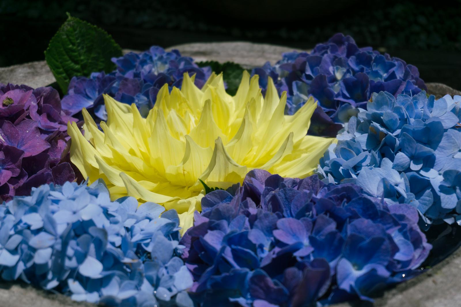 岡寺の花手水に浮かぶ黄色いダリヤと紫青の紫陽花