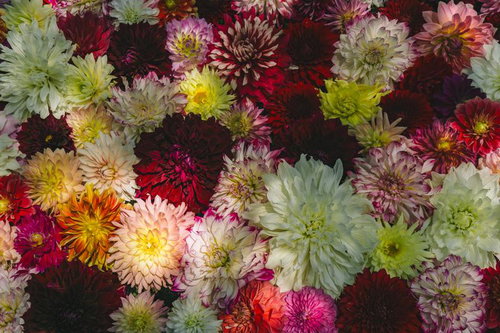 岡寺境内に咲く色とりどりのダリア花畑