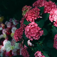 鮮やかなピンクの紫陽花と奥に見えるダリヤの写真