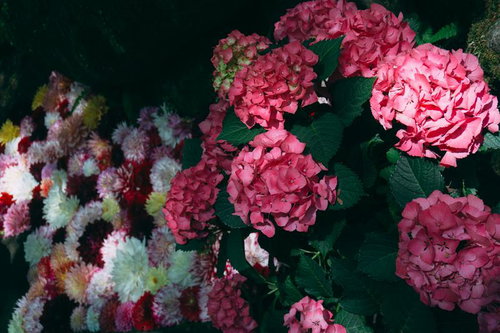 鮮やかなピンクの紫陽花と奥に見えるダリヤ