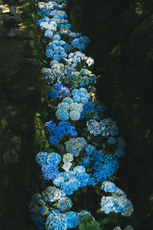 奥の院参道横を彩る紫陽花の流れ