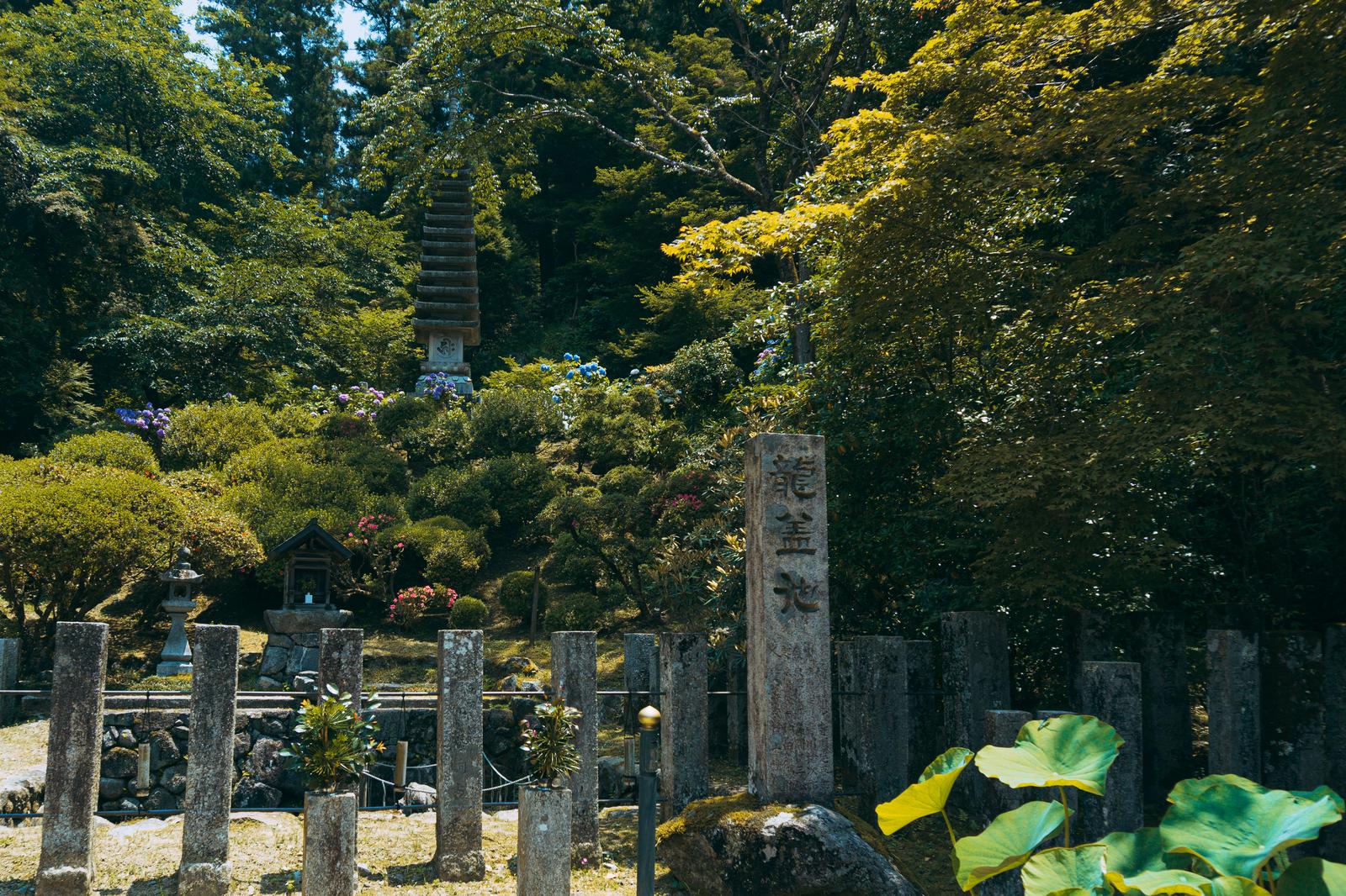 新緑に囲まれた岡寺の龍蓋池と石塔、紫陽花が咲く寺院境内