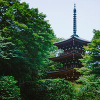 色鮮やかな新緑の木々に囲まれる三重宝塔の写真
