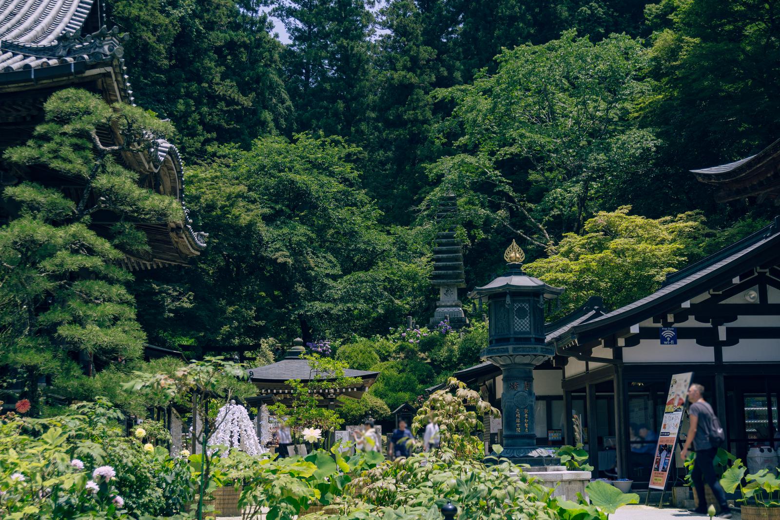 新緑に囲まれた岡寺の本堂と参道。参拝客が歩んでいる光景。