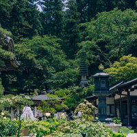 緑溢れる境内の様子の写真