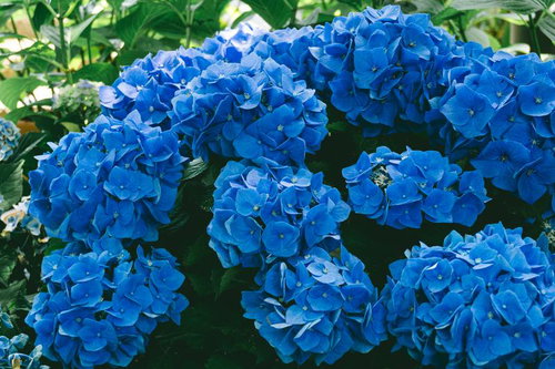 もりもり咲く満開の紫陽花